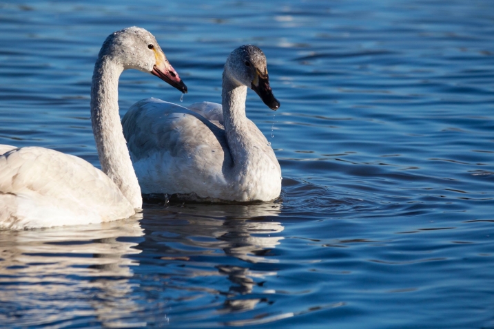 Slimbridge sees most successful breeding year for threatened Bewick’s swans since 1966!